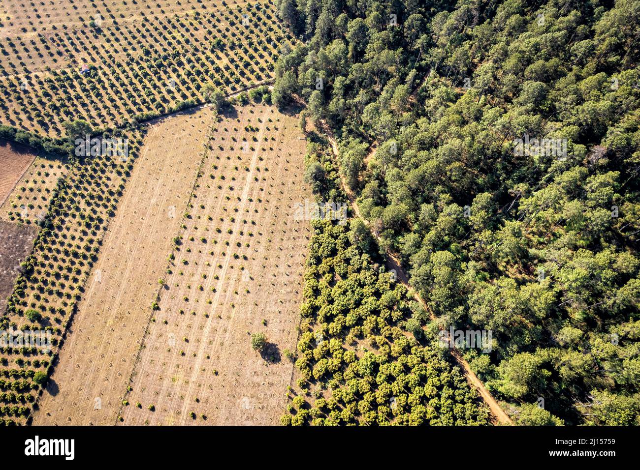 Bosque de árboles de pino y caducifolios infringido por huertos de aguacate recientemente plantados, Michoacán, México. Foto de stock