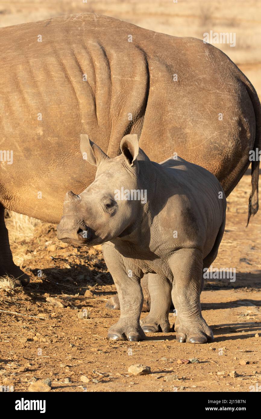 White Rhino Calf, Sudáfrica Foto de stock