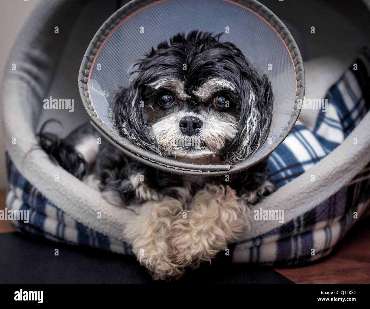 Pequeño cachorro triste después de accidente en cono de vergüenza en la cesta, pequeño perro negro y blanco maltés de raza cruzada Foto de stock