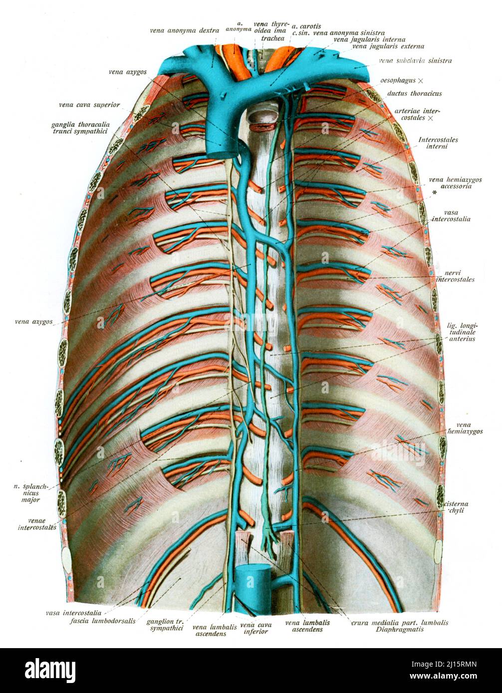 Vasos sanguíneos del tórax, ilustración Fotografía de stock - Alamy