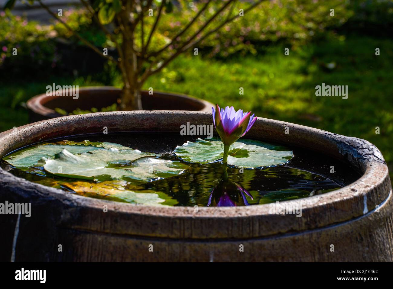 Los lirios de agua se plantan en un tanque de agua de cerámica en un jardín  chino Fotografía de stock - Alamy