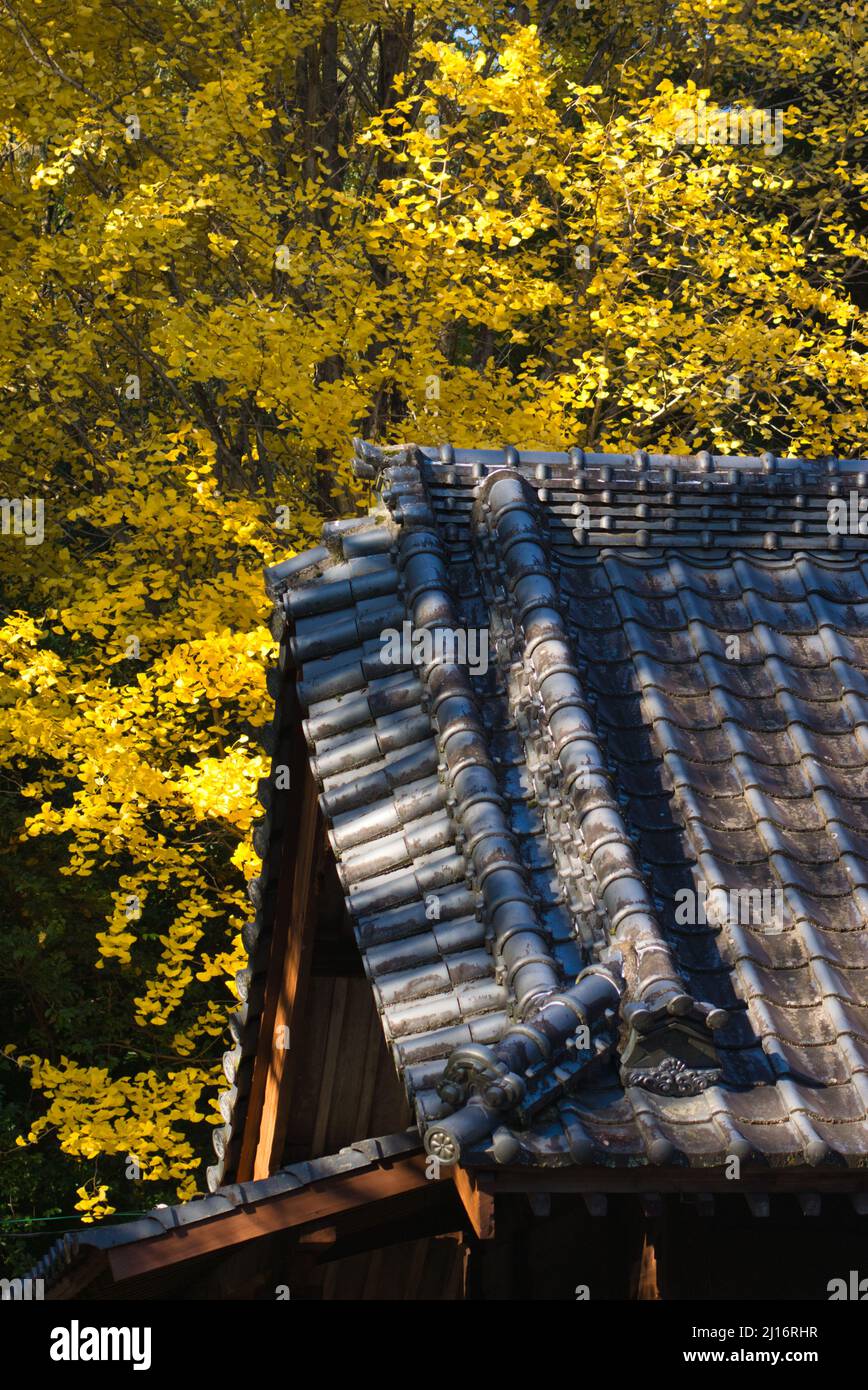 Hojas amarillas de Ginkgo y techo de baldosas de arcilla Foto de stock