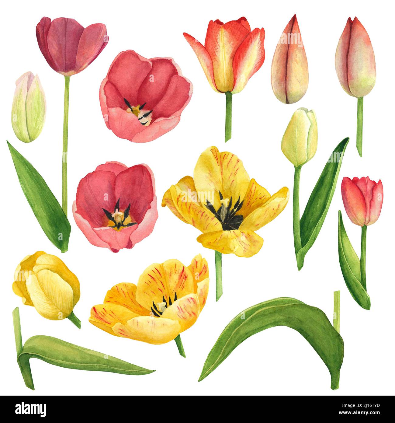 Set Tulipanes yellow and red bud, flores y hojas aisladas. Ilustración de dibujo a mano de acuarela. Arte para decoración y diseño de tarjetas, textiles, telas Fotografía de stock - Alamy Set Tulipanes yellow and red bud, flores y hojas aisladas. Ilustración de dibujo a mano de acuarela. Arte para decoración y diseño de tarjetas, textiles, telas Fotografía de stock - Alamy