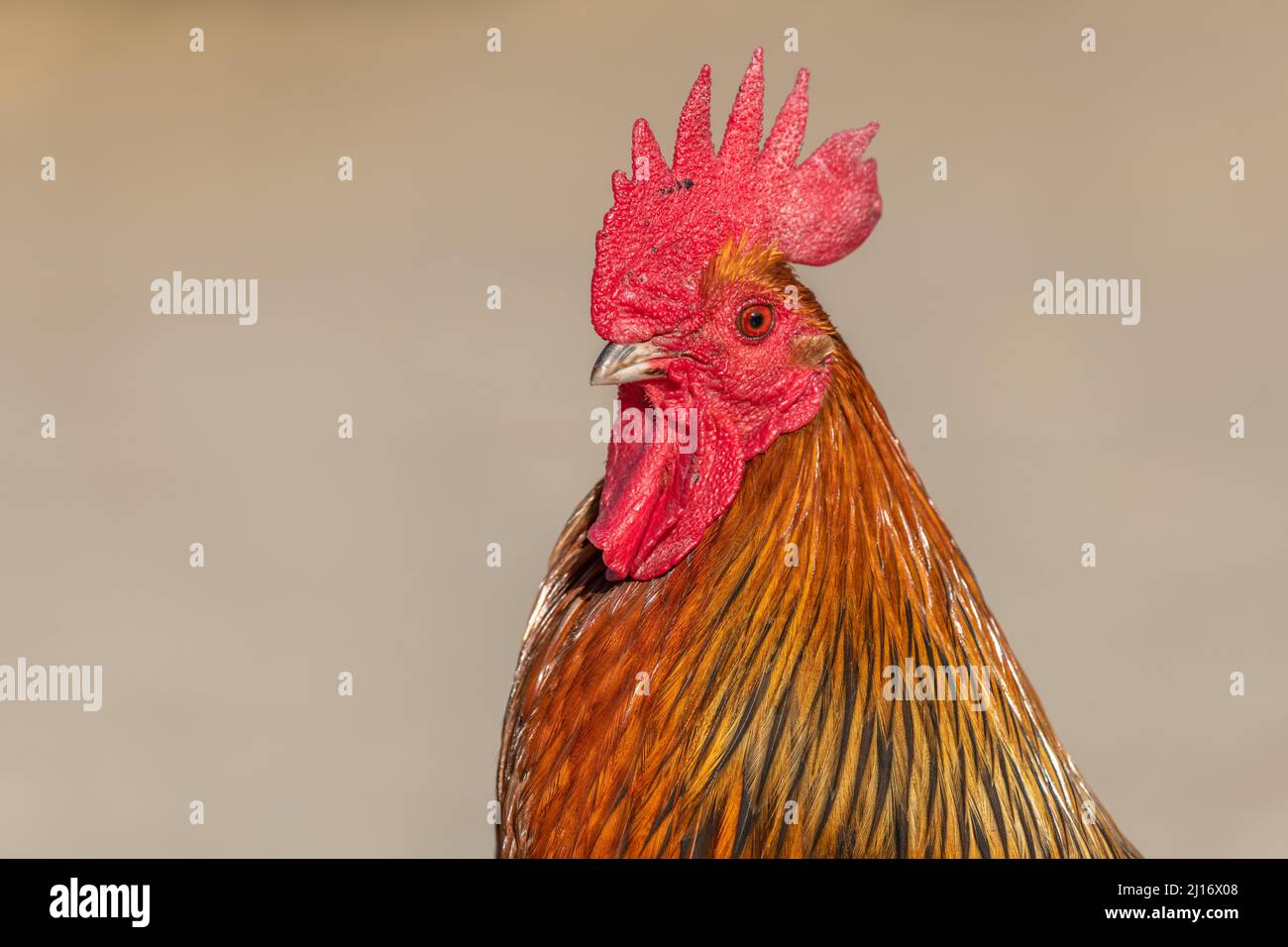Retrato de un gallo de corral en una granja educativa. La Granja Educativa AGF en Rhinau, Alsacia. Foto de stock