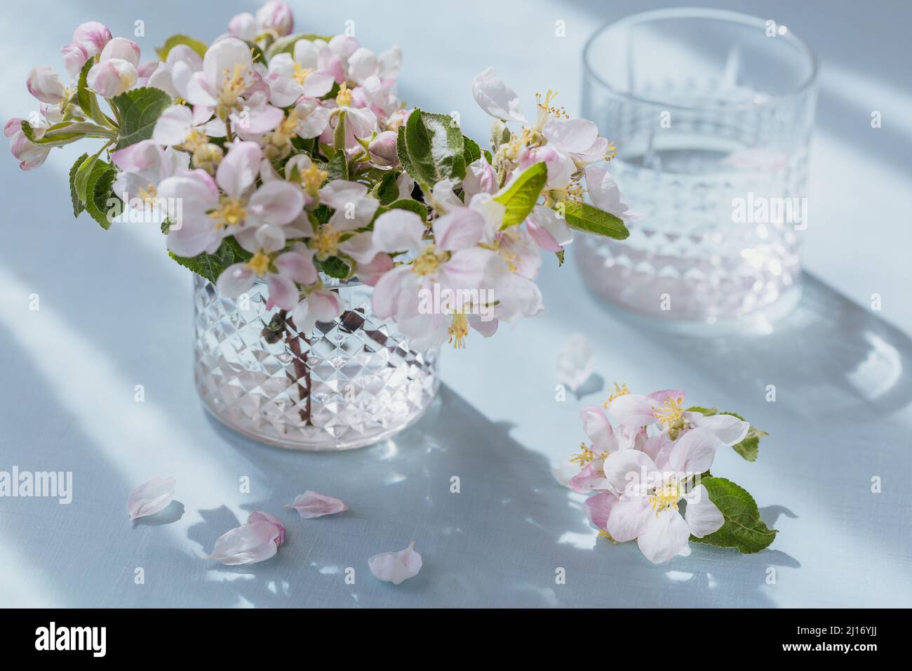 Vaso de agua pura en la mesa con rama de manzano en flor en un vaso. Estado de ánimo de sol por la mañana Foto de stock