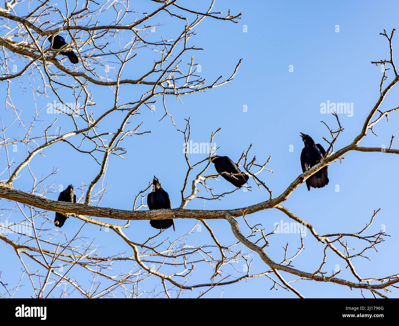 imagen detallada de cinco cuervos en una extremidad de árbol con fondo azul Foto de stock