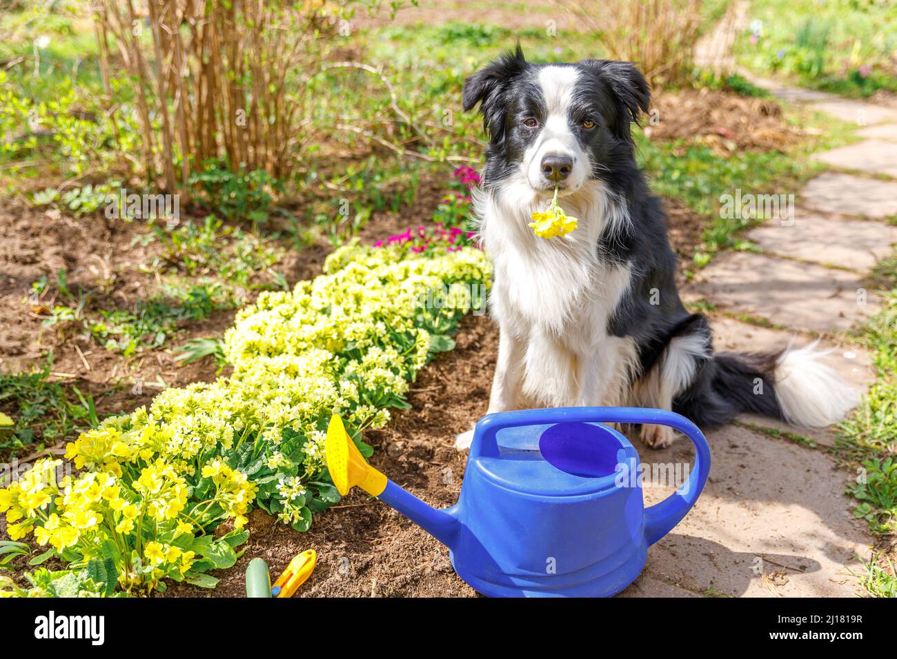 Retrato al aire de coqueta de perro con regadera el fondo del jardín. Perro perrito divertido como jardinero que obtiene riego puede para la irrigación. Concepto de jardinería y