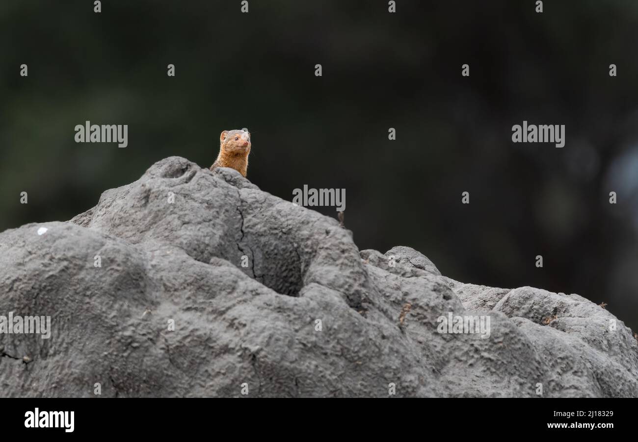 Una fotografía de enfoque poco profundo de una pequeña mangosta de Java