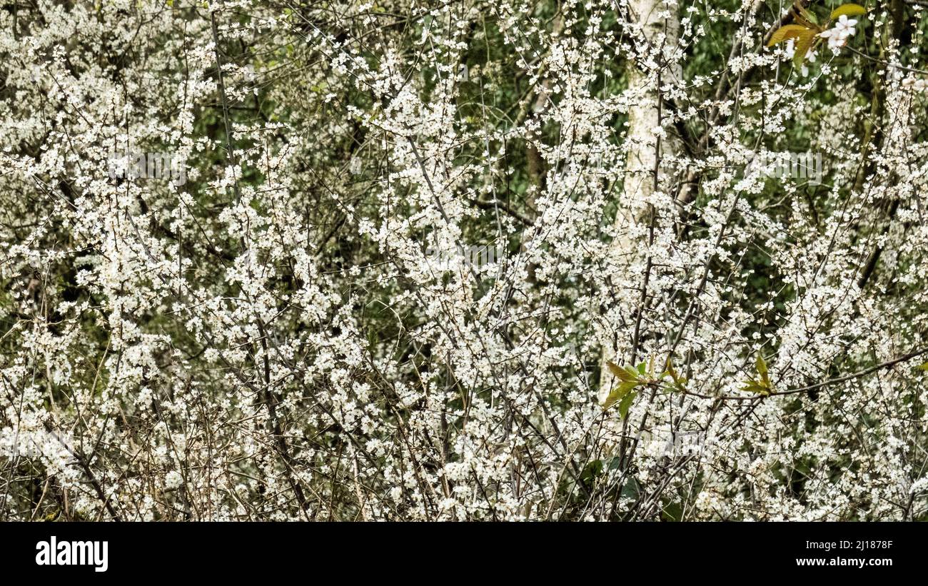 Flor de primavera en el bosque Costal Foto de stock