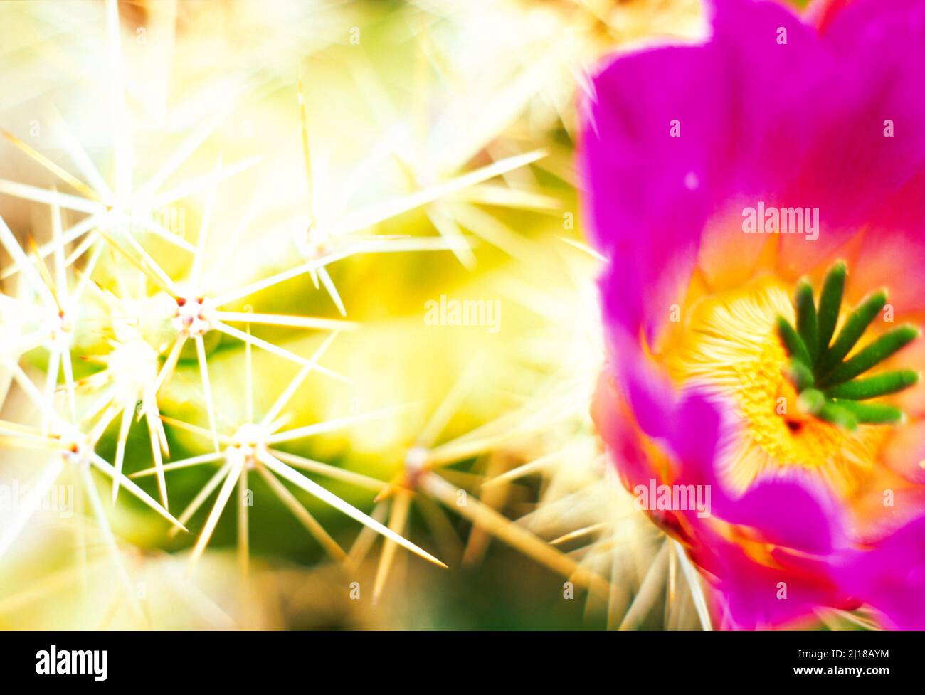 flor de cactus, gráfico, Foto de stock