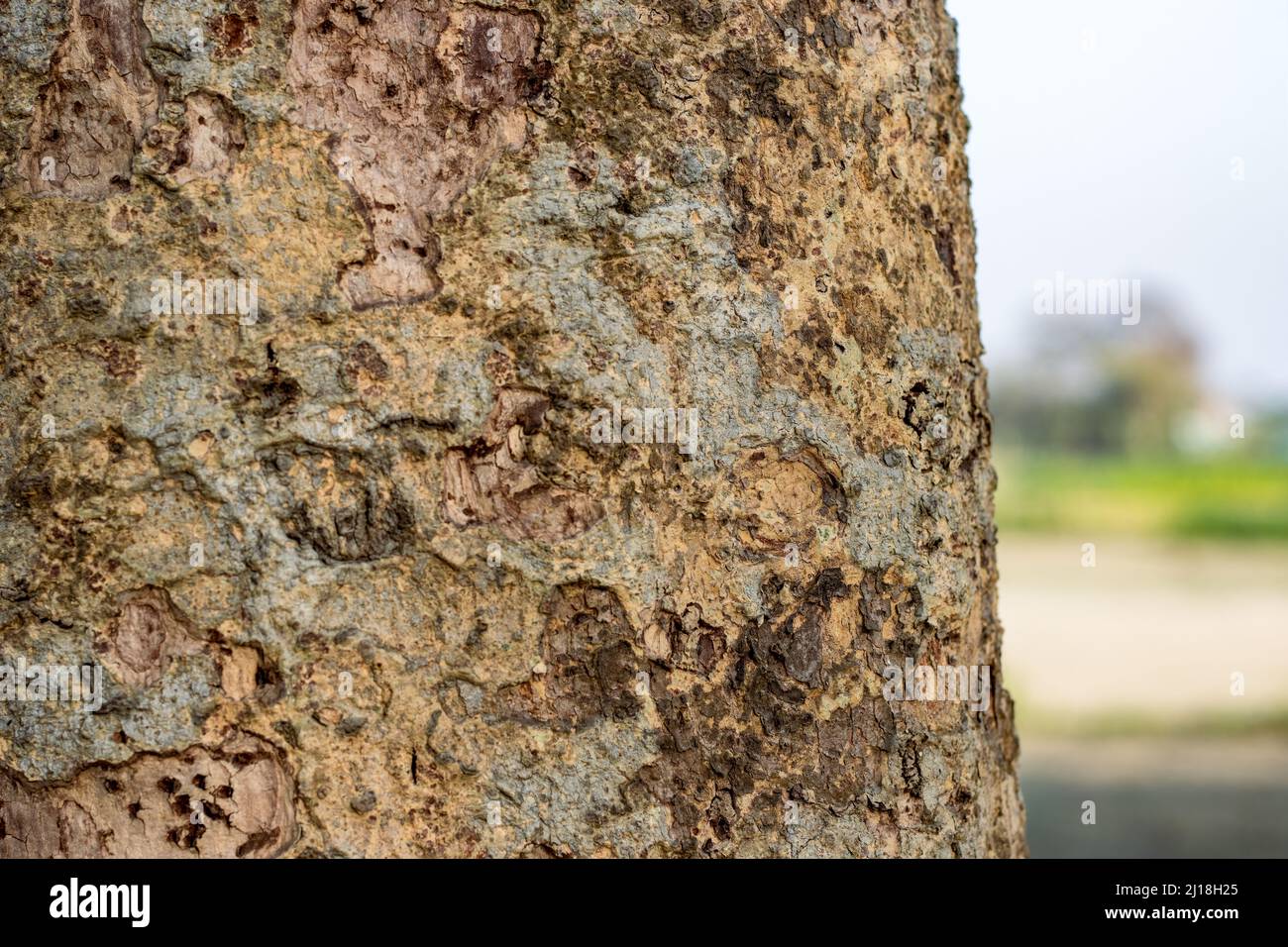 Tronco de árbol envejecido enfocado selectivamente con espacio de copia para el fondo de la naturaleza Foto de stock