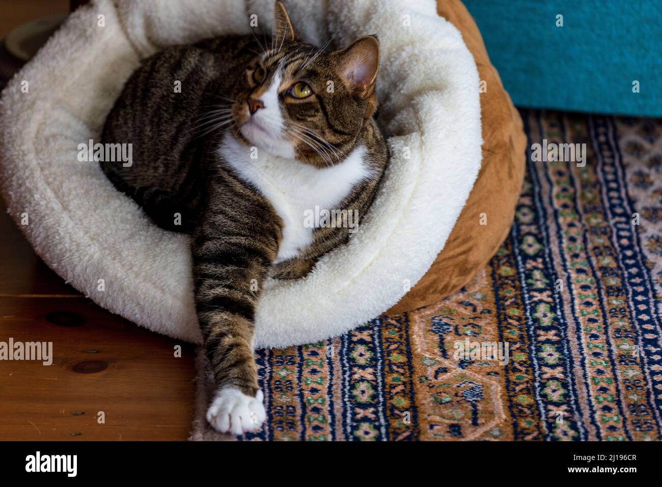 Gato mirando hacia arriba mientras está sentado en la cama con el brazo extendido Foto de stock