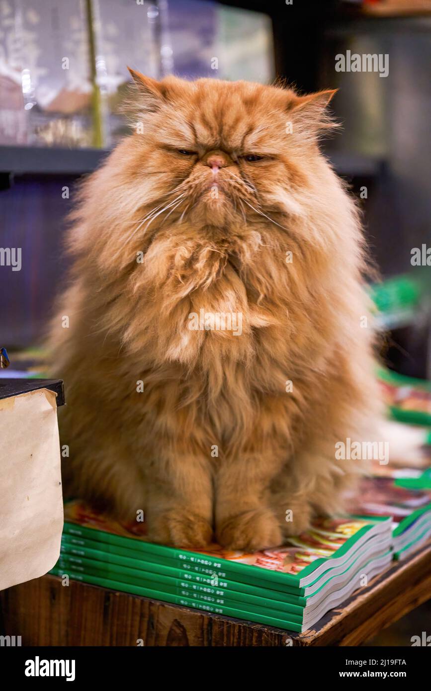 Un lindo gato de pelo largo marrón Garfield en una librería Fotografía de  stock - Alamy