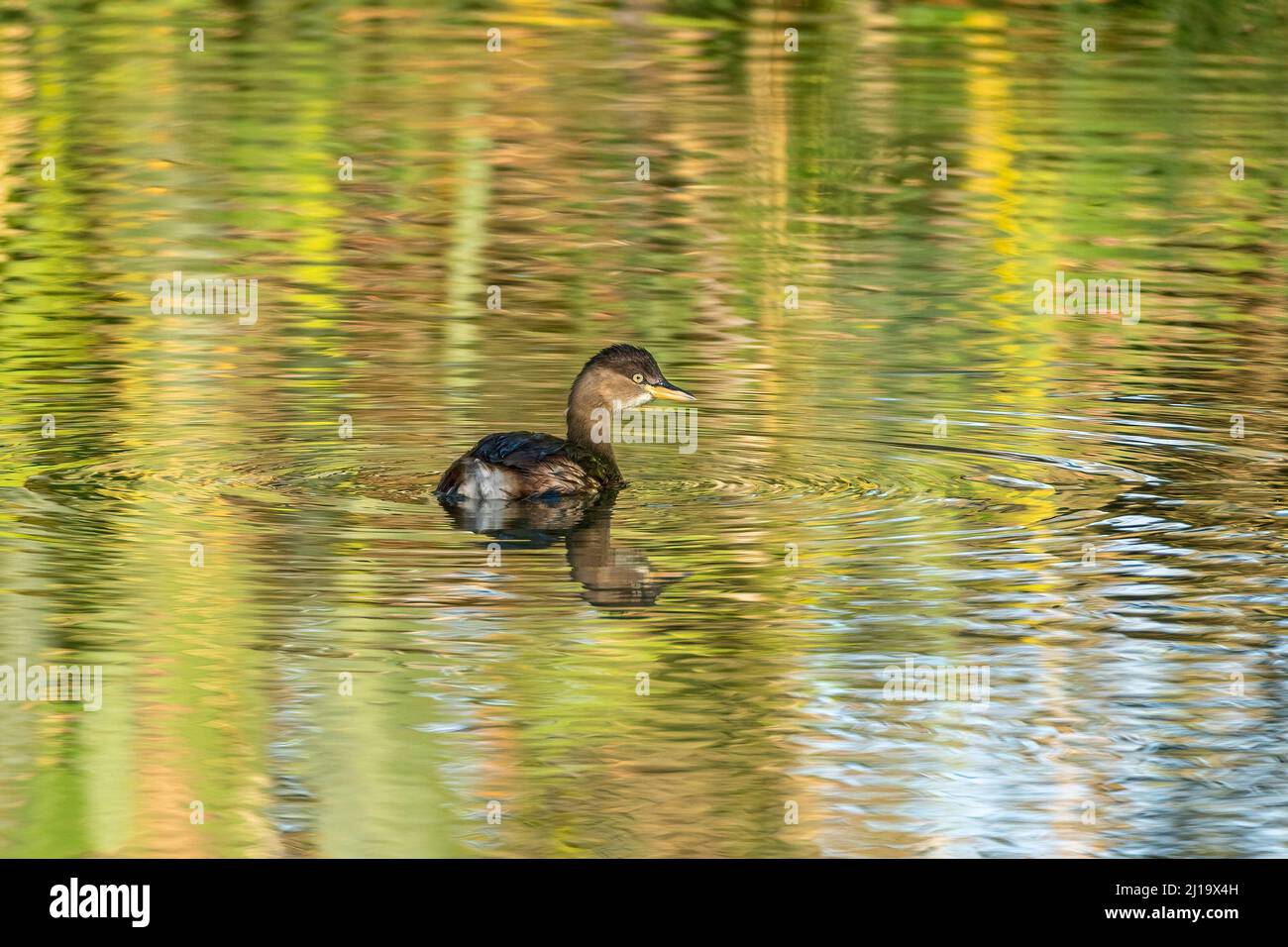 Pequeño grebe (Tachybaptus ruficollis) nadar y cazar en un pequeño estanque en un día soleado en primavera Foto de stock