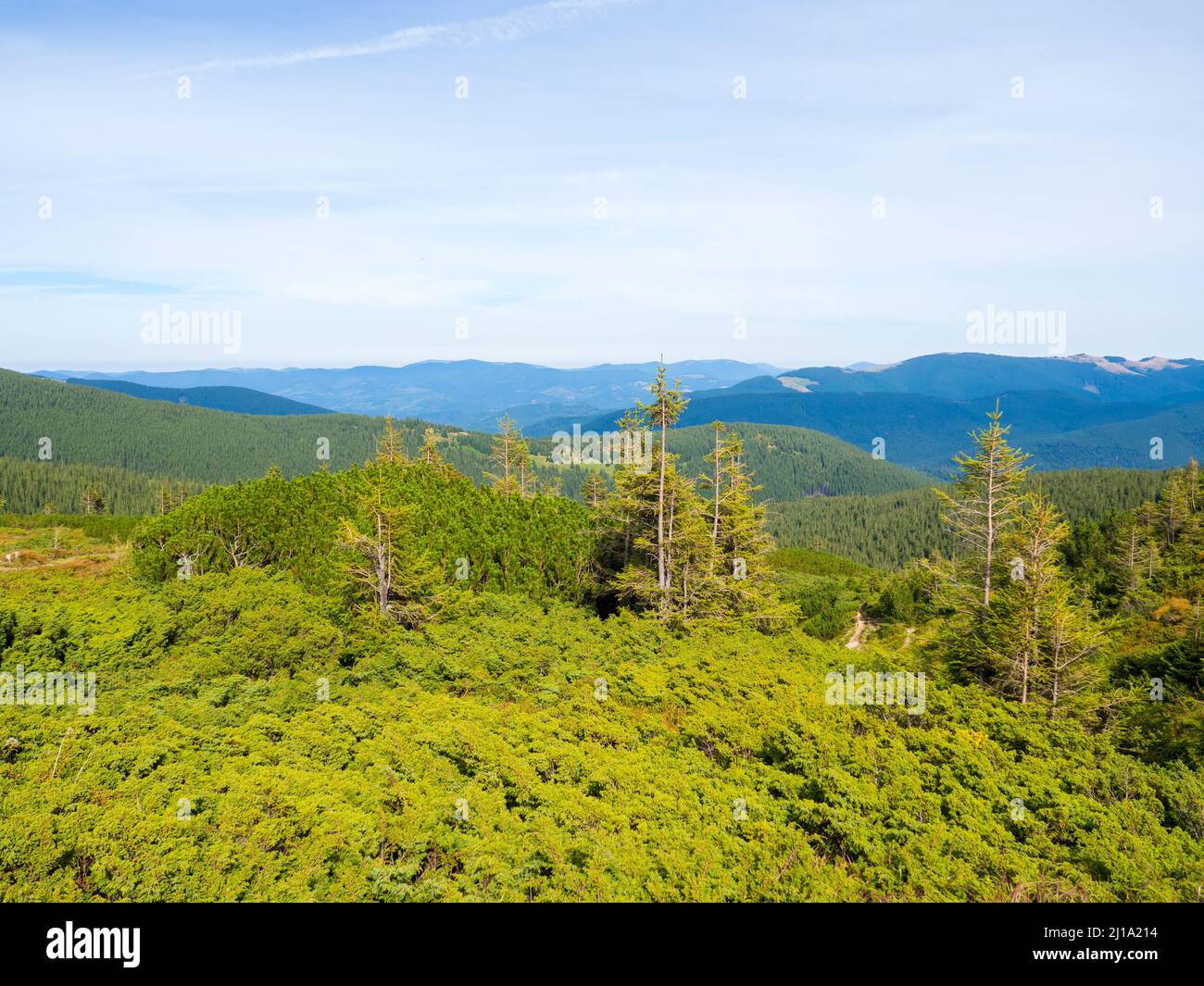 paisaje de montaña con bosque de coníferas Foto de stock