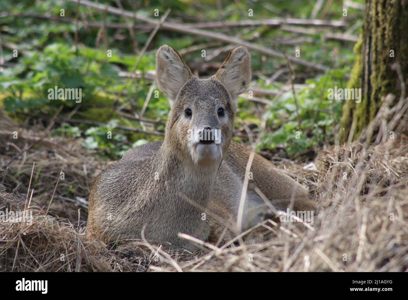 Ciervo de agua chino descansando en el suelo y mirando a la cámara en un bosque en Bedfordshire, Reino Unido. Foto de stock