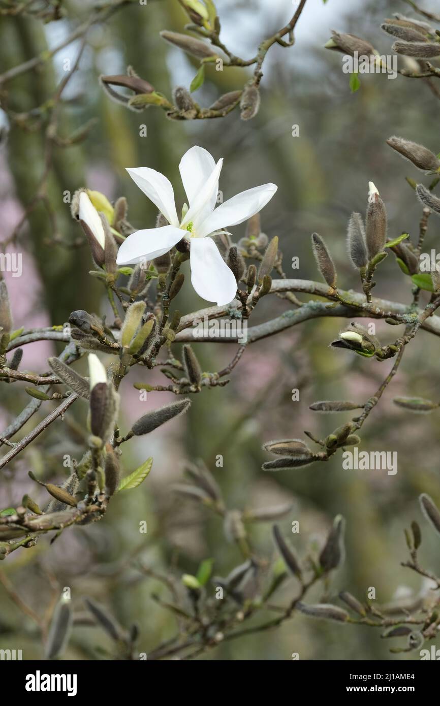 Magnolia salicifolia 'Wada's Memory', variedad decidua, produciendo masas de fragantes flores blancas puras semi-dobles en primavera Foto de stock