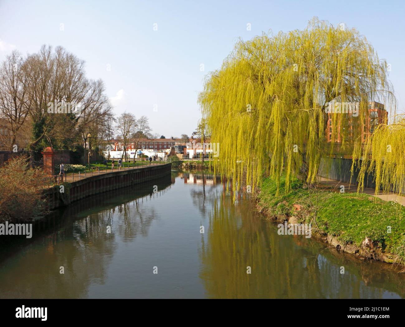 Una vista del río Wensum en primavera con reflexiones a orillas del río y sauces llorones en la ciudad de Norwich, Norfolk, Inglaterra, Reino Unido. Foto de stock