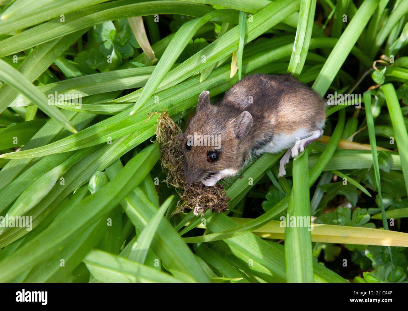 Un ratón de madera en un trozo de ajo salvaje Foto de stock