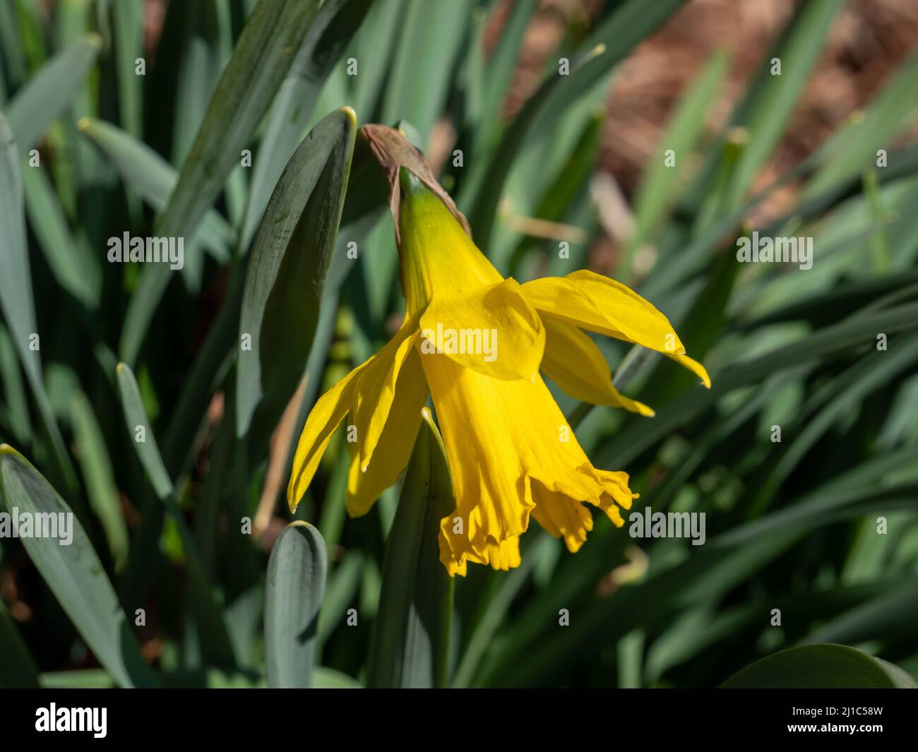 Flores amarillas de narciso en primavera Foto de stock