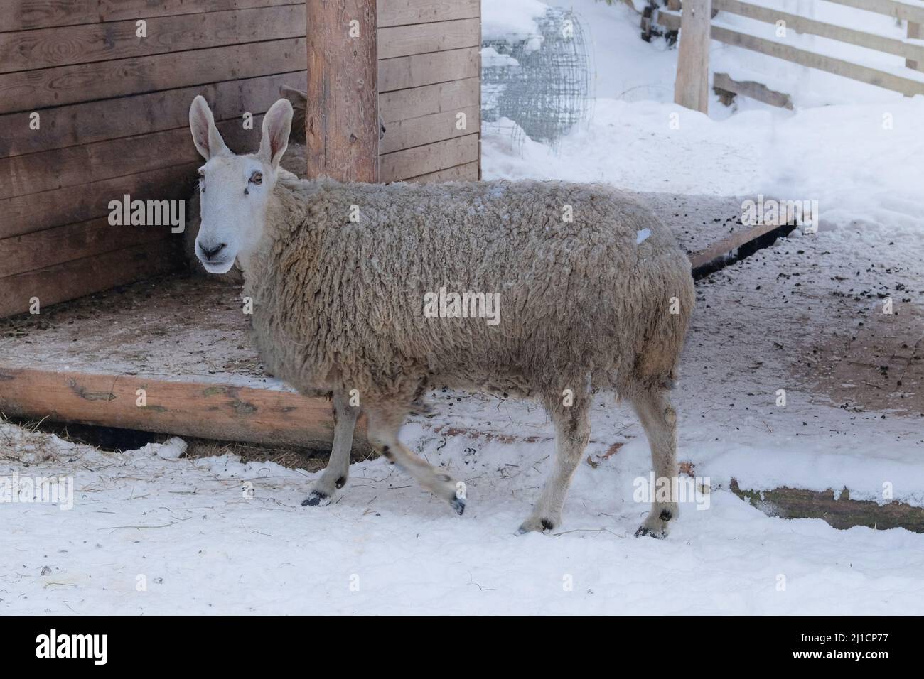 Oveja blanca con oído gracioso está parada sobre fondo blanco. Día de invierno en la pastura. Granja de cordero y oveja. Foto de stock