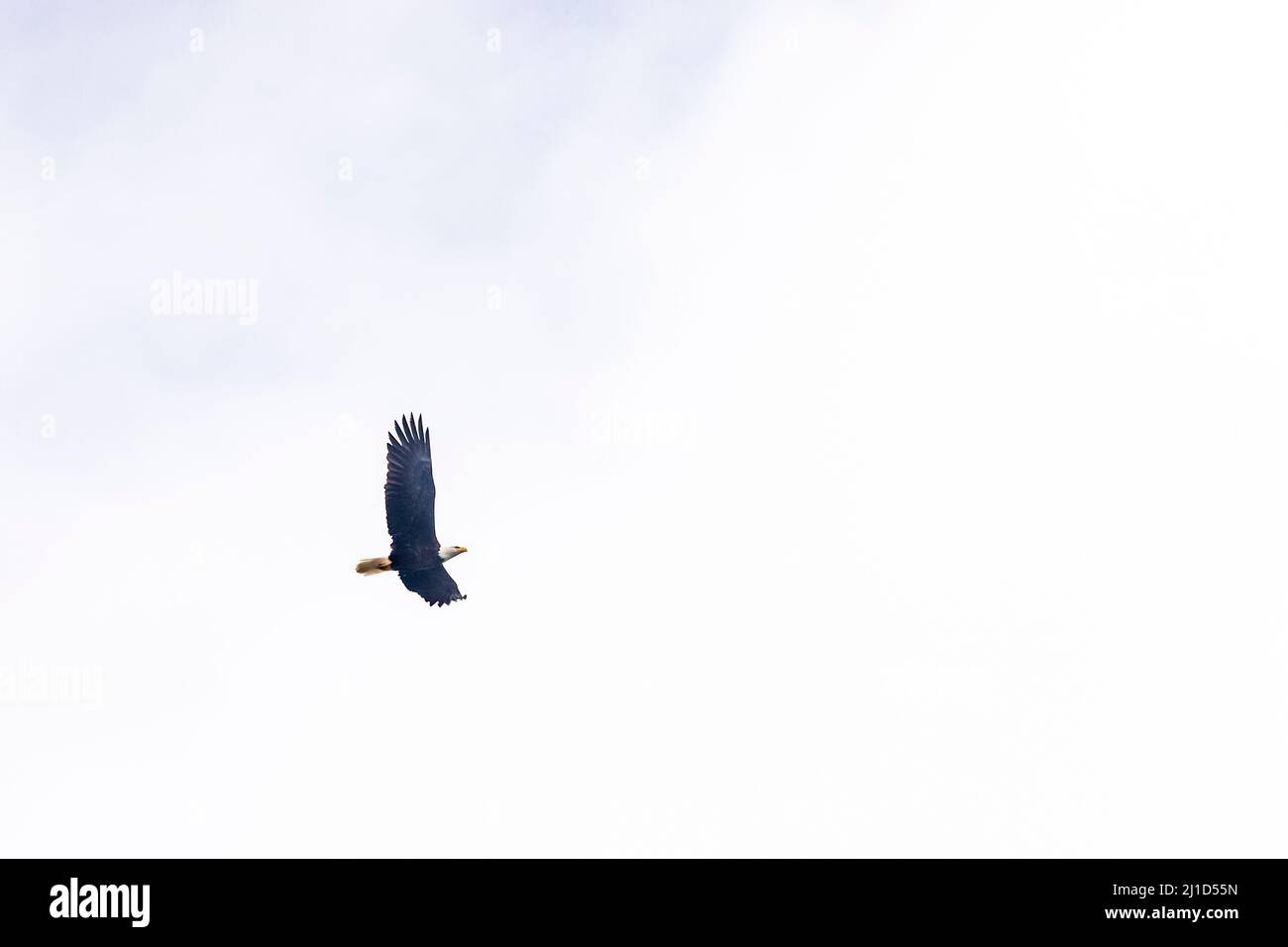 Un águila calva en vuelo a lo largo de la franja costera del Parque Nacional Olímpico, Washington, Estados Unidos. Foto de stock