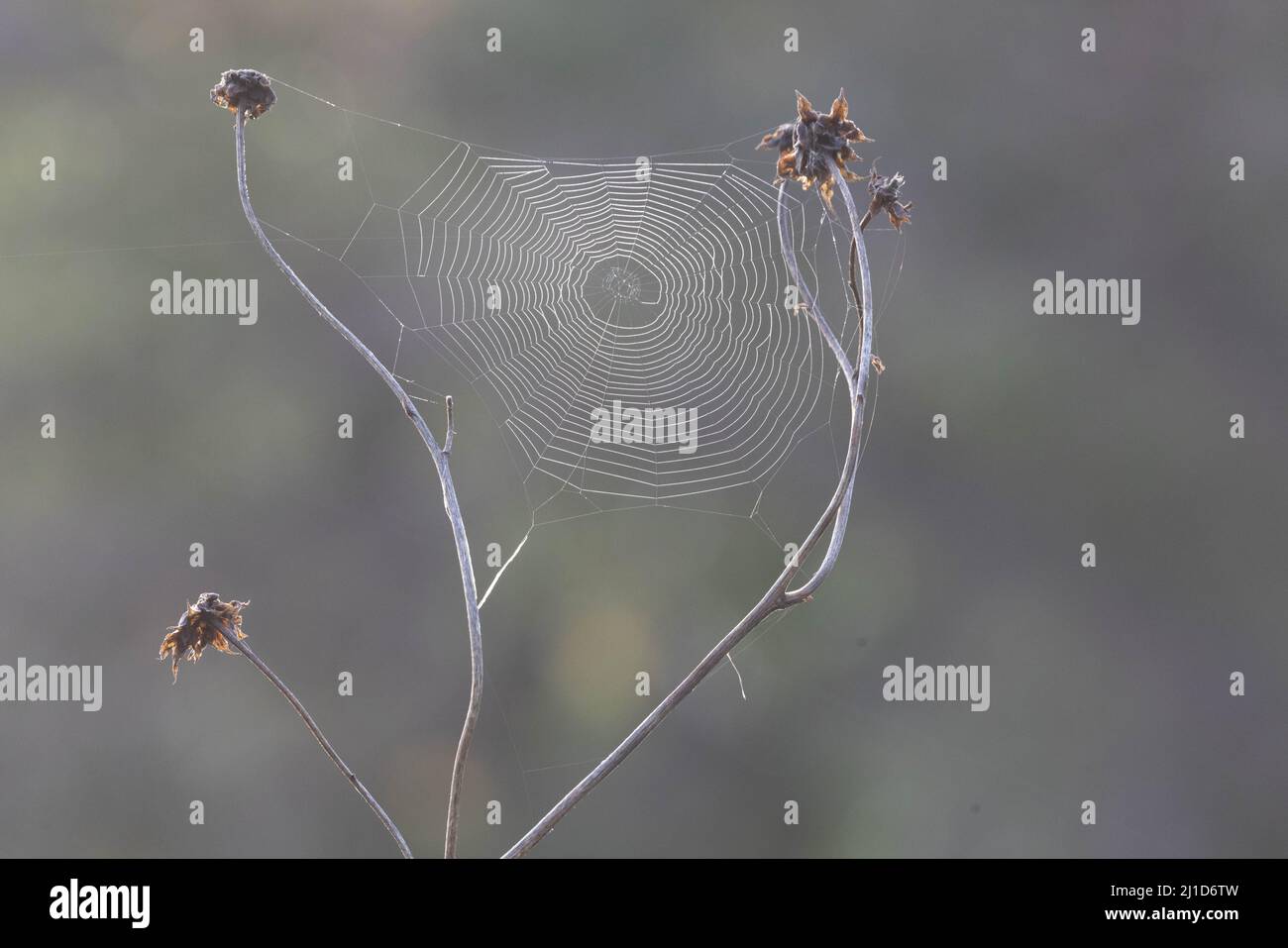 Yellow Garden Spider, Refugio Nacional de Vida Silvestre Bosque del Apache, Nuevo México, Estados Unidos. Foto de stock