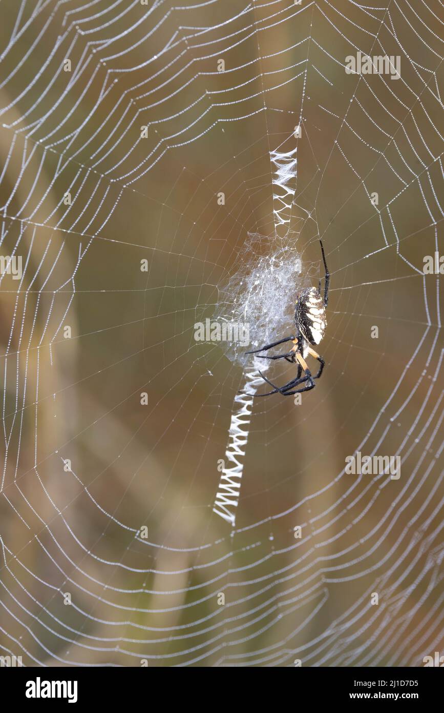 Yellow Garden Spider, Refugio Nacional de Vida Silvestre Bosque del Apache, Nuevo México, Estados Unidos. Foto de stock