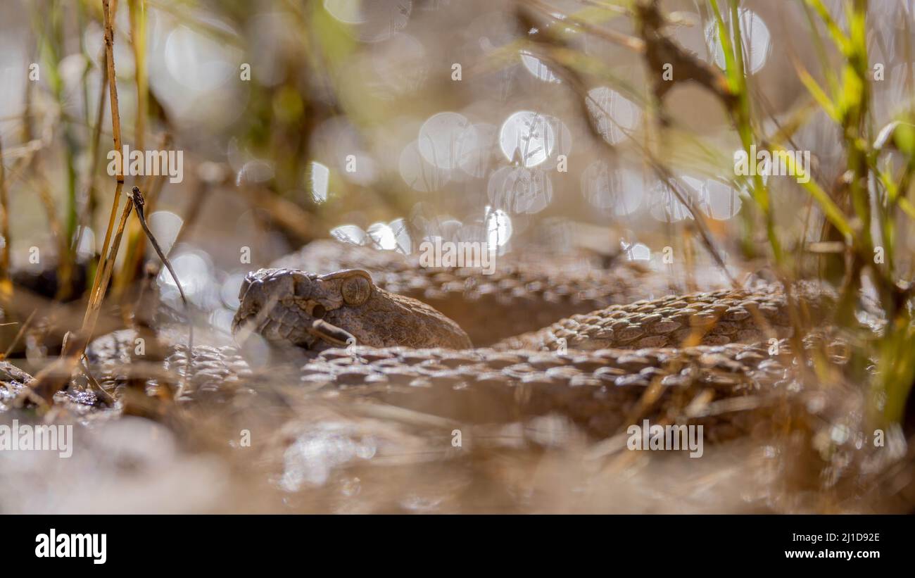 Rattlesnake, respaldado por diamantes occidentales, Nuevo México, Estados Unidos. Foto de stock