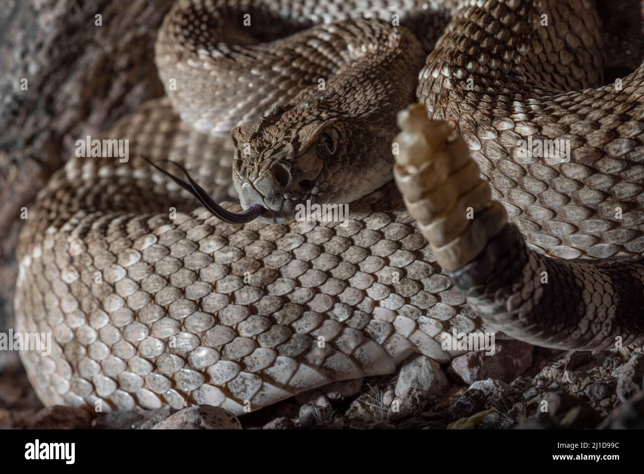Rattlesnake, respaldado por diamantes occidentales, Nuevo México, Estados Unidos. Foto de stock