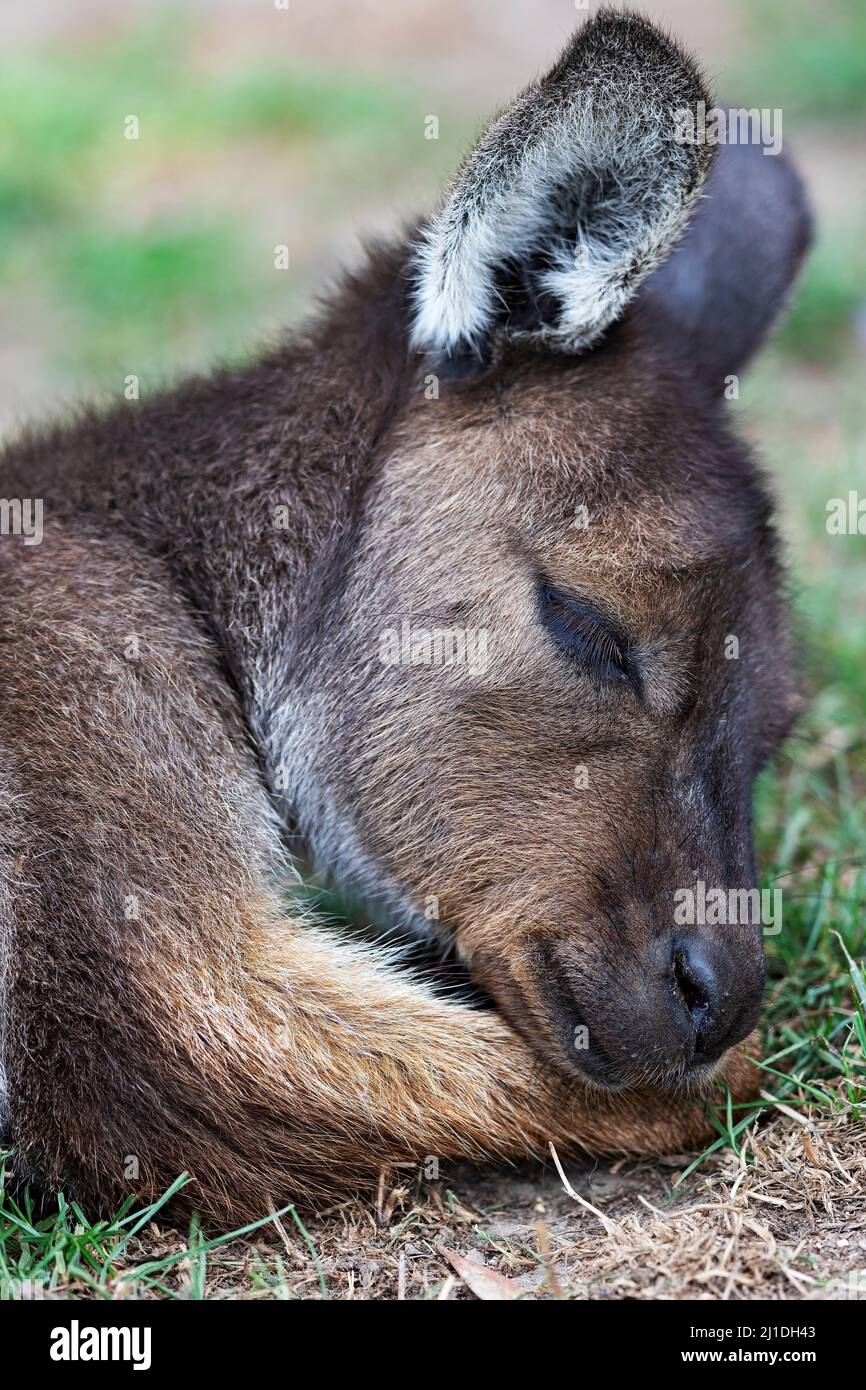 Marsupiales / Un canguro gris oriental descansando en el parque natural de Ballarat en Ballarat, Australia. Foto de stock
