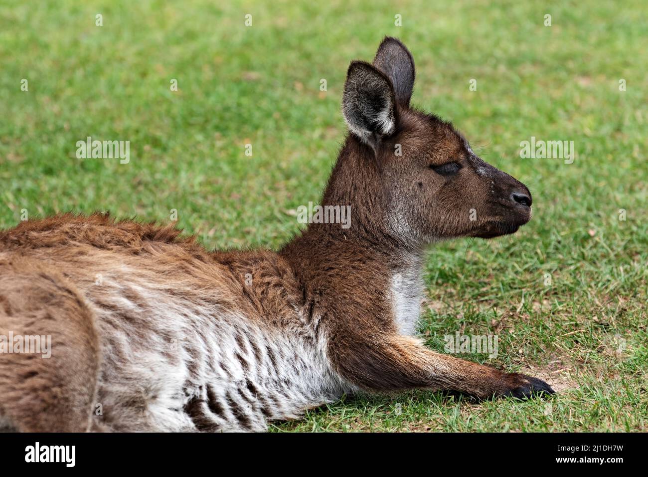 Marsupiales / Un canguro gris oriental descansando en el parque natural de Ballarat en Ballarat, Australia. Foto de stock
