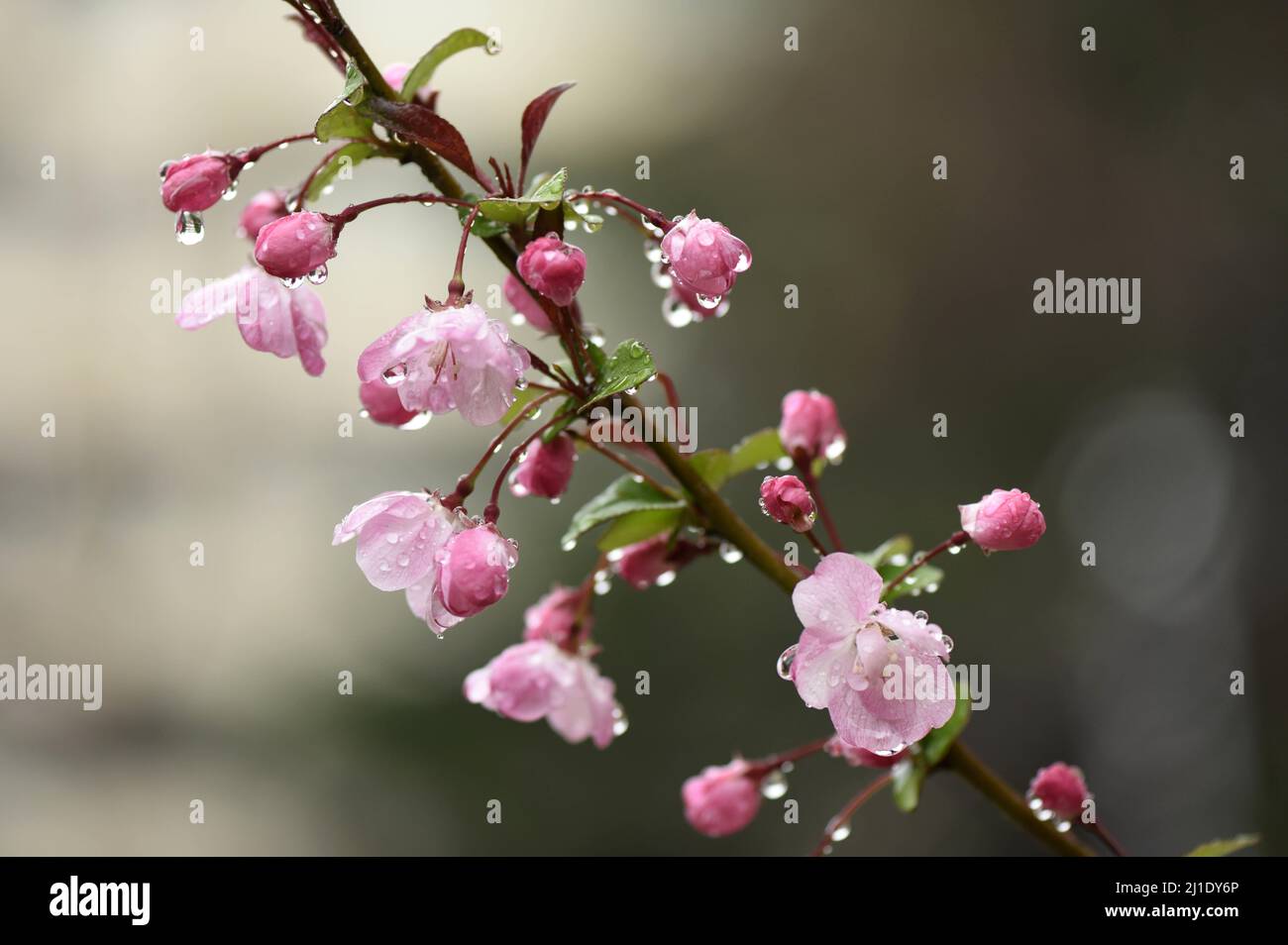 Huaian, Huaian, China. 25th Mar, 2022. El 25 de marzo de 2022, Huai'an, provincia de Jiangsu, a lo largo del antiguo río Huai, las plantas y las flores son cristalinas después de la lluvia, que es extraordinariamente hermosa. El mismo día, hubo lluvias moderadas en la ciudad de Huai'an. La buena lluvia conoce la estación, y las plantas en primavera son humedecidas por la lluvia, creando una escena vibrante. (Imagen de crédito: © SIPA Asia via ZUMA Press Wire) Foto de stock