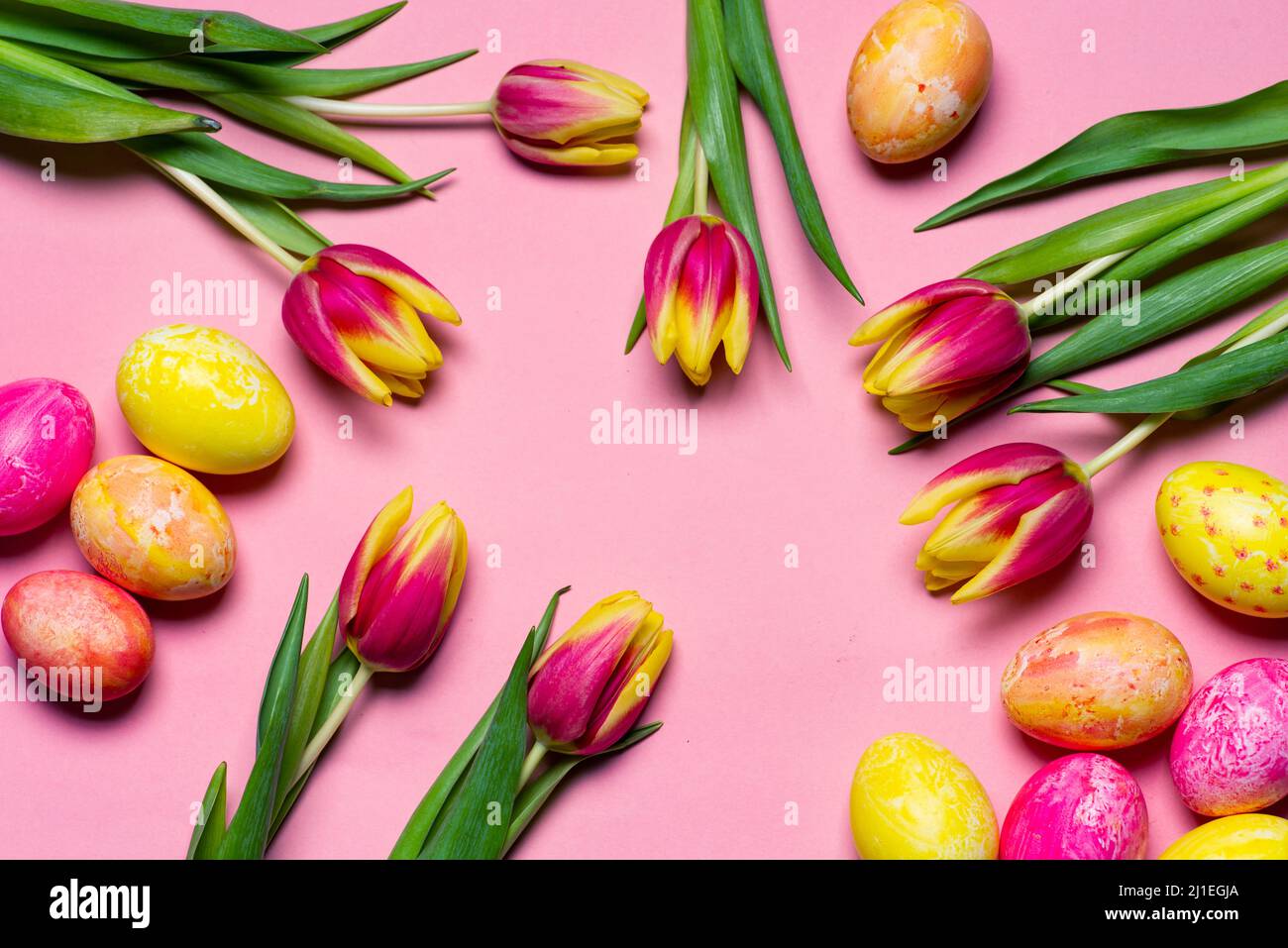 Tulipanes coloridos rojos y amarillos con huevos de Pascua pintados a mano sobre fondo rosa vista superior con espacio de copia Foto de stock
