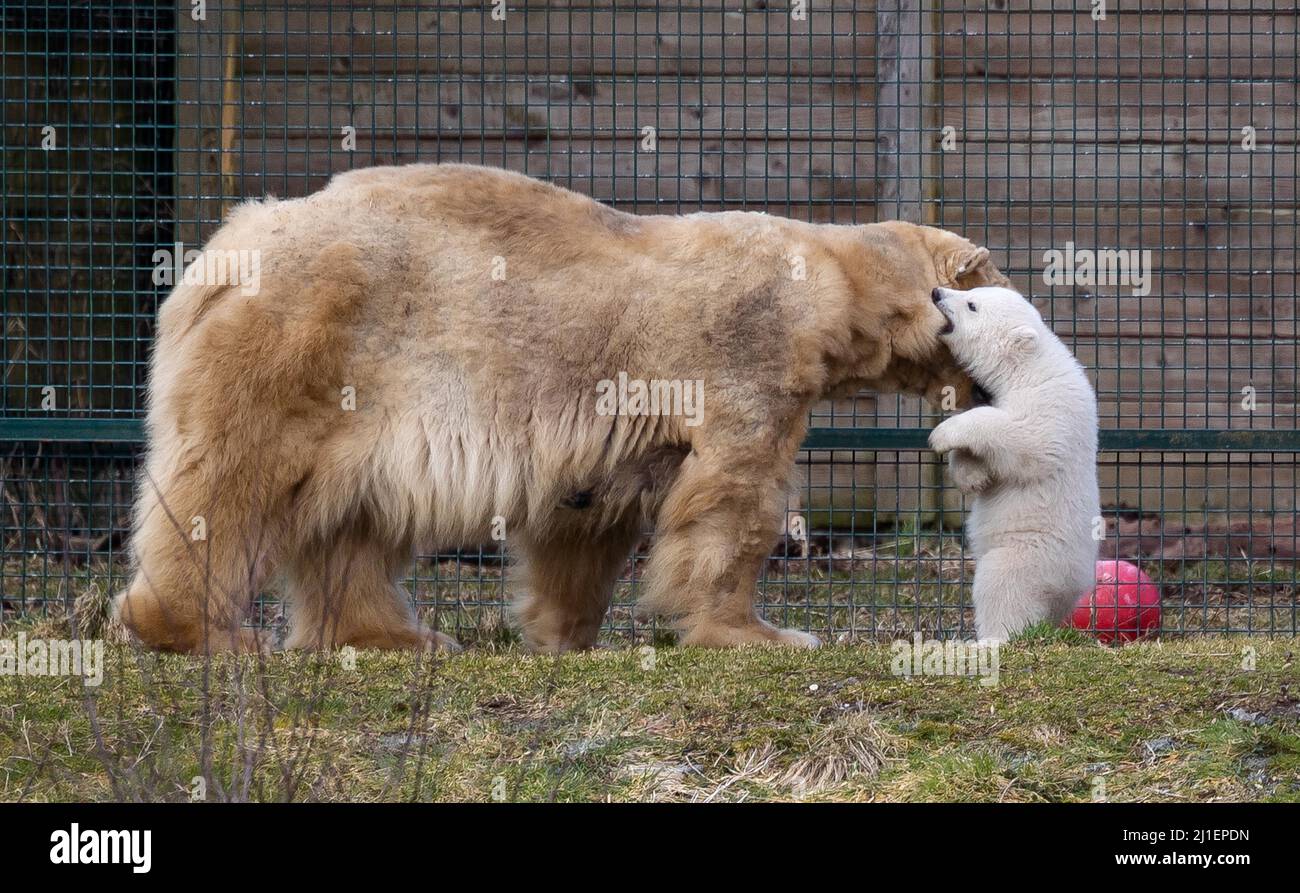 El recién nacido cachorro de oso polar Brodie, nacido en el Highland  Wildlife Park cerca de Aviemore en las Tierras Altas, explora su recinto  por primera vez con su madre Victoria. Fecha
