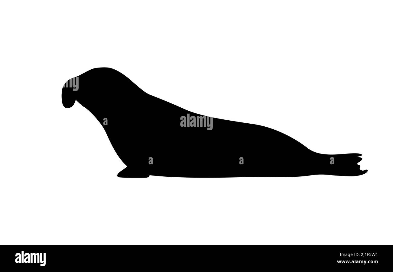 Sello de elefante silueta. Ilustración vectorial de una silueta negra de un elefante marino aislado sobre un fondo blanco. Vista lateral del logotipo, perfil. Ilustración del Vector