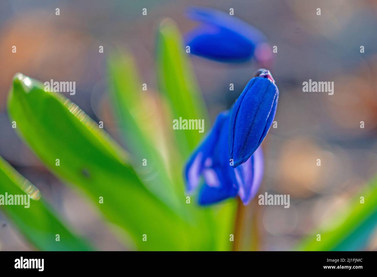Eine Nahaufnahme aus der Froschperspektive. Die Sternhyazinth mit geschlossener Blüte in kräftigem Blau Foto de stock