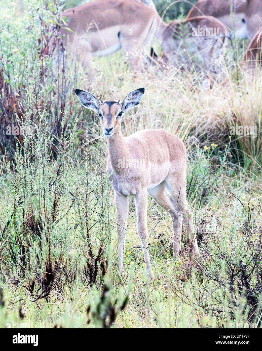 Impalas a la Reserva de Caza de Gondwana, Sudáfrica Foto de stock