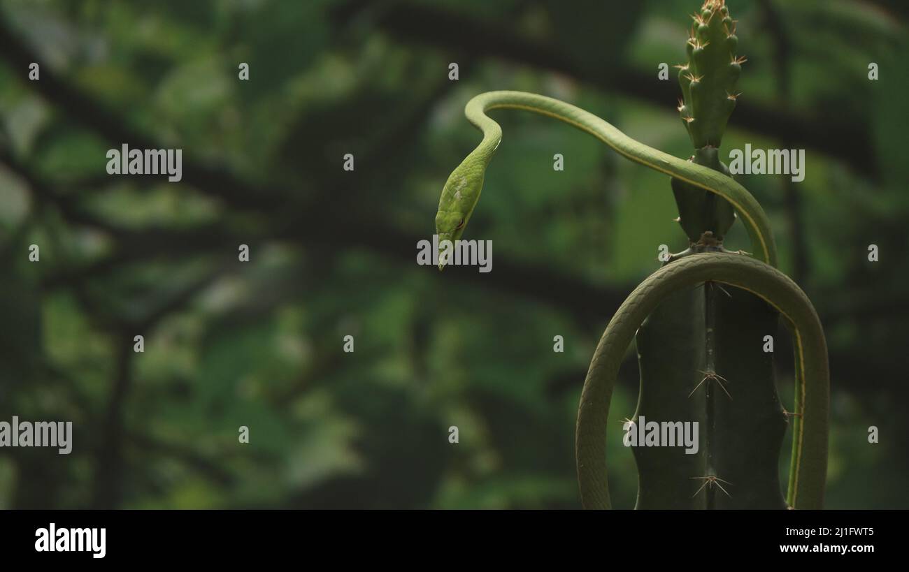 Una foto de enfoque poco profundo de Ahaetulla prasina (serpiente látigo oriental) colgando de un cactus durante el día con fondo borroso Foto de stock