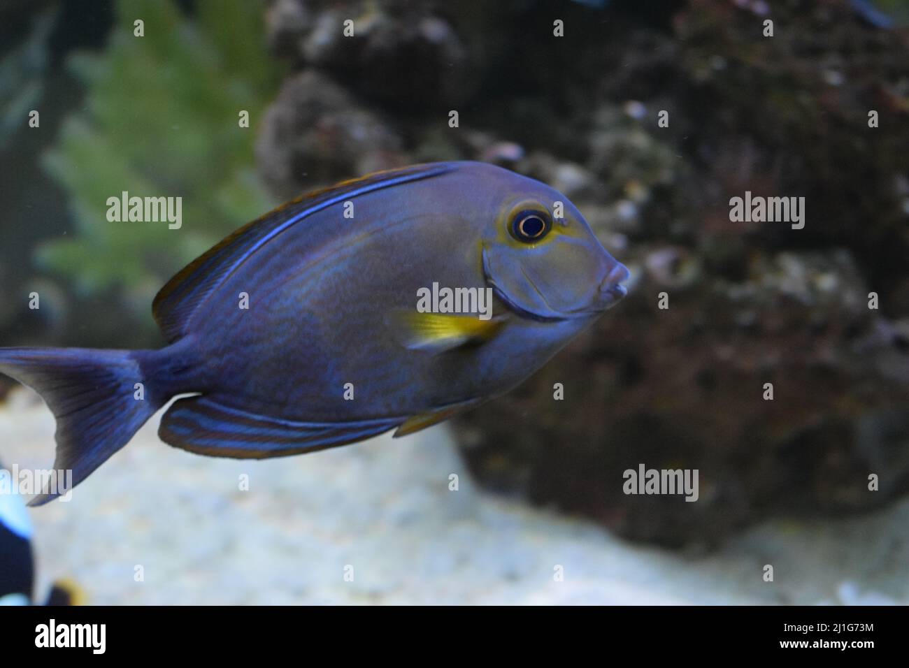 Negro polvo Tang. Doctorfish (Acanthurus chirurgus), también conocido como el tang del pez doctorso. Foto de stock