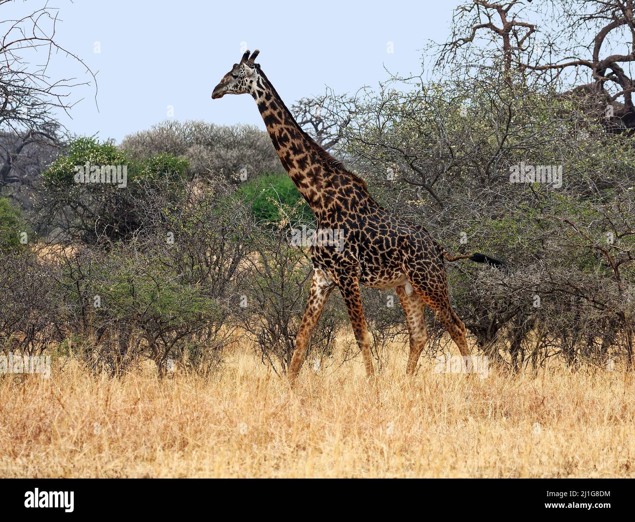 Jirafa macho; adulto, caminando; jirafa camelopardalis, mamífero más alto, fauna, piel manchada, herbívoro, piernas largas; cuello largo, Animal, en movimiento, Tarangir Foto de stock