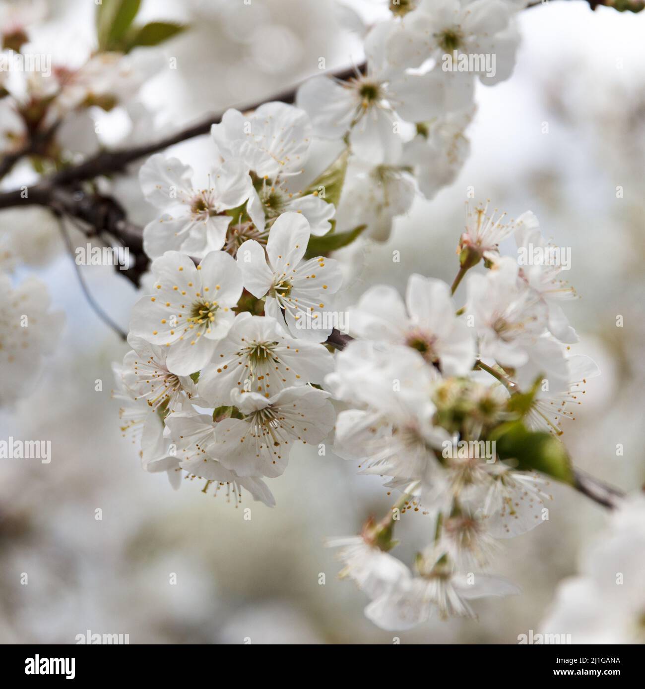 Hermoso árbol de cerezo florido de primavera, flores blancas sobre fondo  blanco Fotografía de stock - Alamy