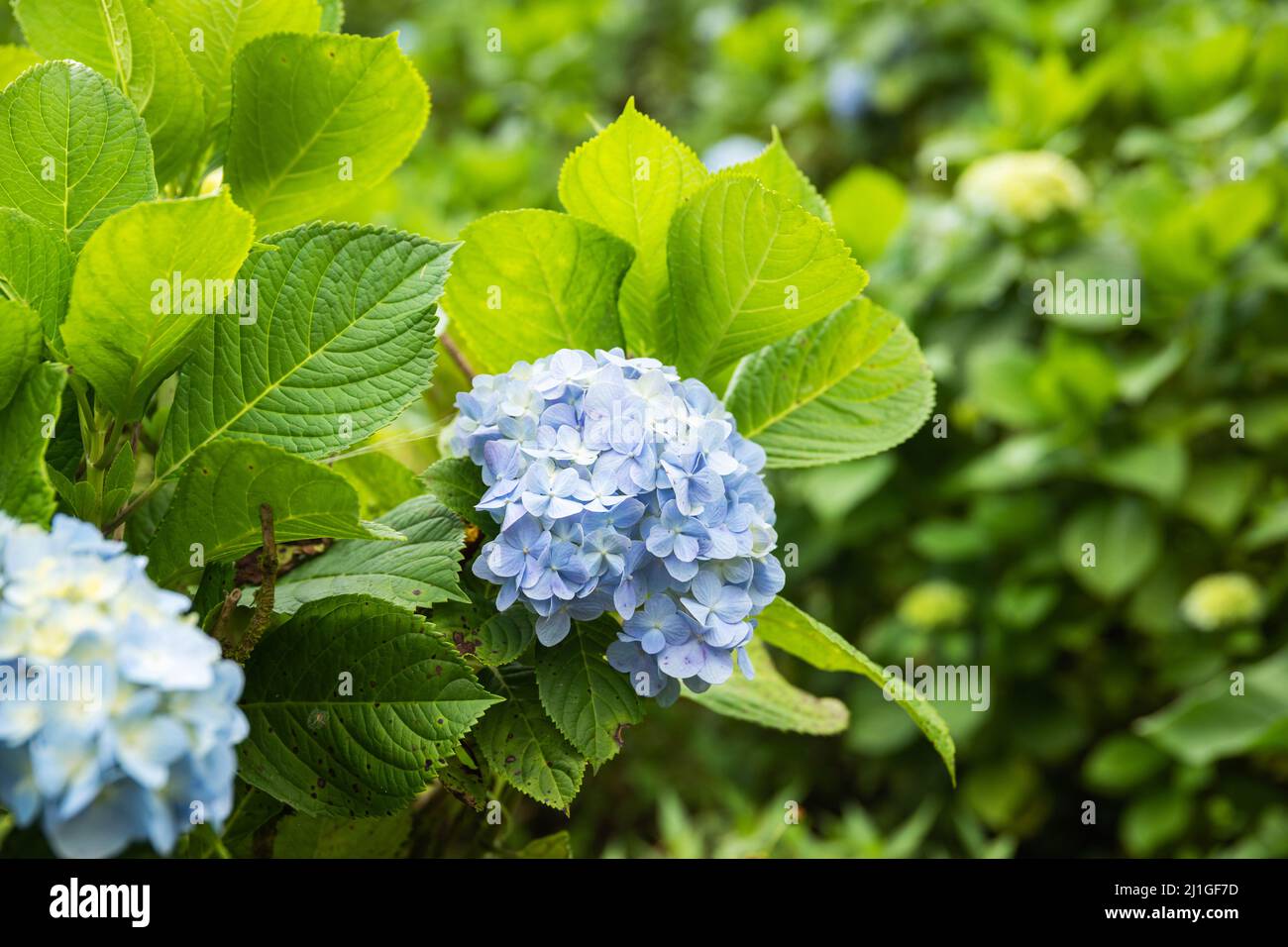 Hermosas flores de hortensias azules en el campo Fotografía de stock - Alamy