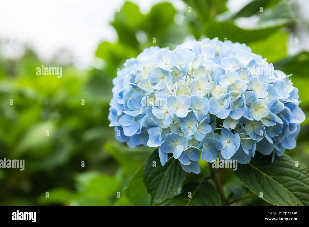 Hermosas flores de hortensias azules en el campo Fotografía de stock - Alamy