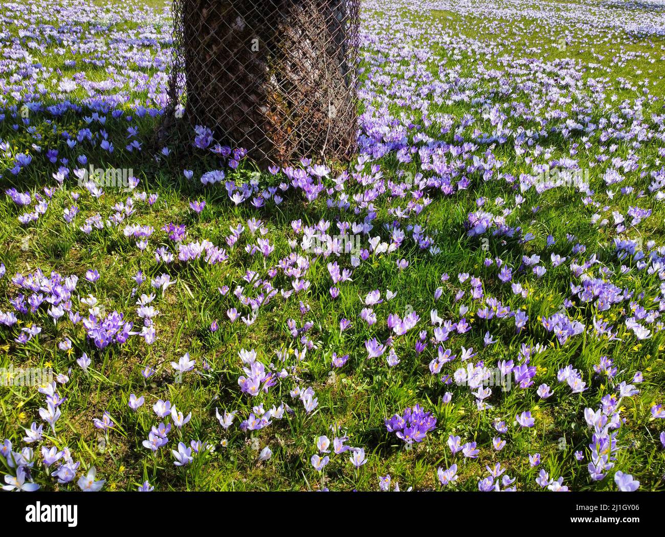 Los cocodrilos florecen en un prado en primavera Foto de stock