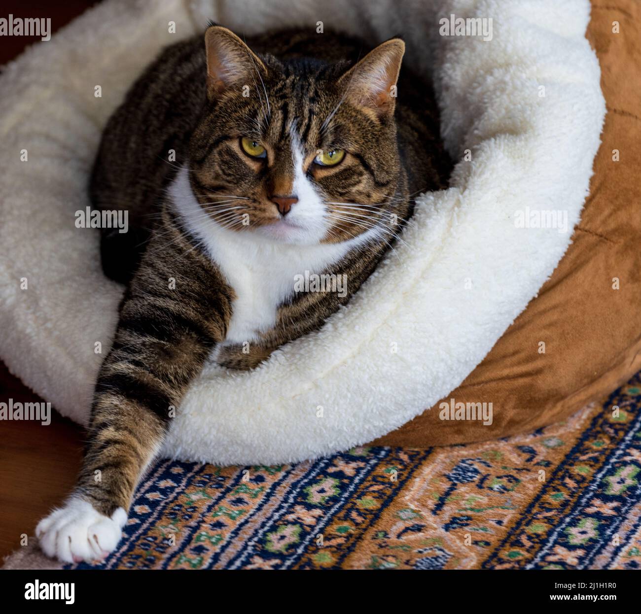 El gato tiene un aspecto intenso mientras se coloca en la cama con el brazo extendido Foto de stock