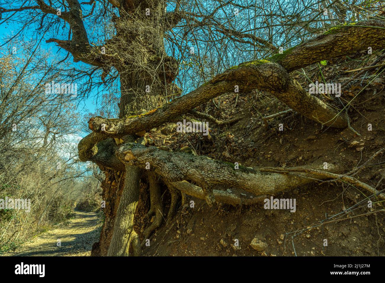 Las raíces de roble sostienen el suelo de una escarpa. Abruzzo, Italia, Europa Foto de stock