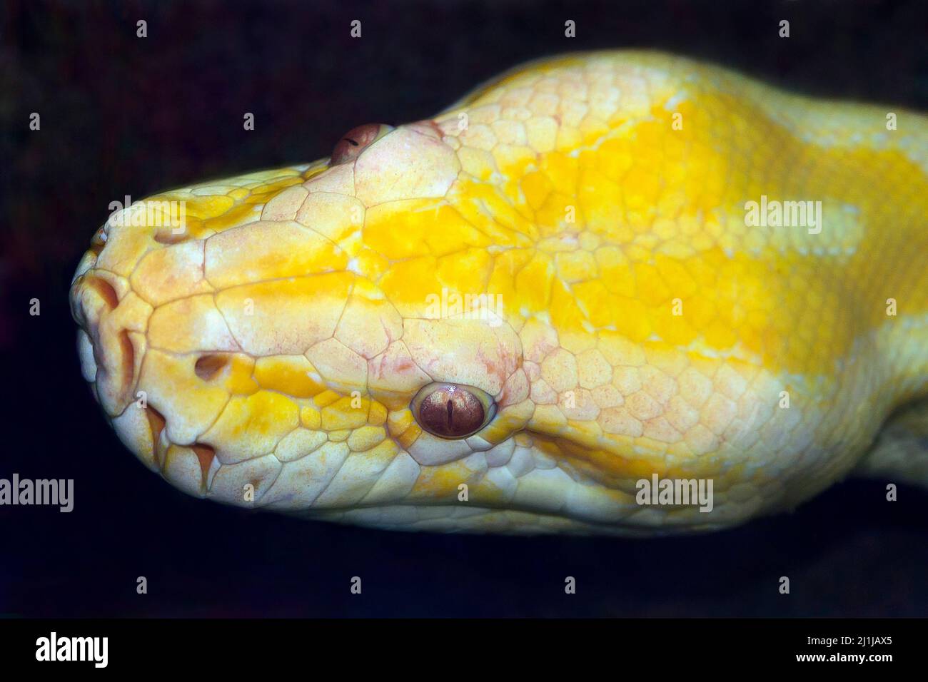 Pelota de albino python - Python regius Foto de stock