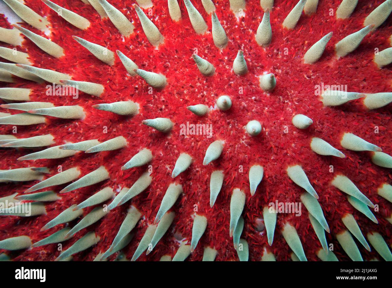 Corona de espinas de pez estrella - Acanthaster planci Foto de stock