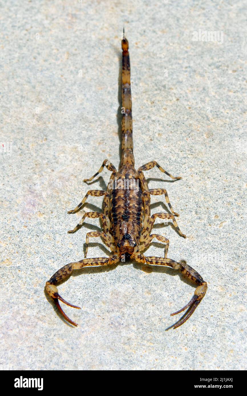 Escorpión marrón menor - Isometrus maculatus Foto de stock